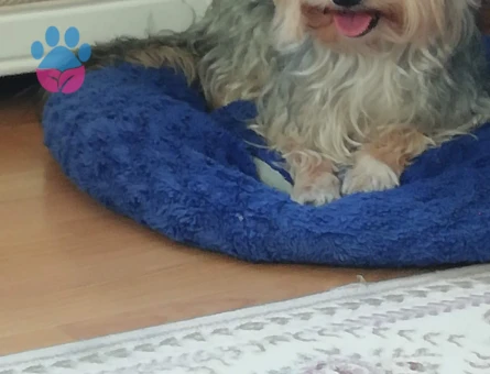 Oğlumuza eş arıyoruz