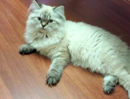 British Longhair Dünya - 118973724