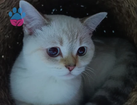 British Shorthair 11 Aylık Kızıma Eş Arıyorum