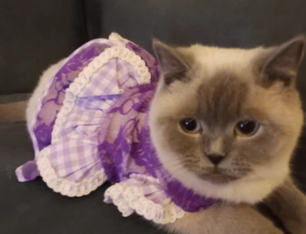 British Shorthair Kızıma Damat Arıyorum - 118973734