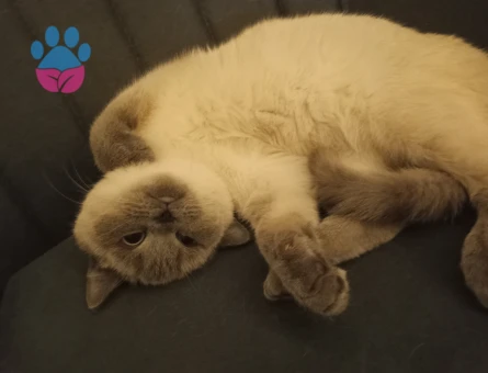 British Shorthair Kızıma Damat Arıyorum