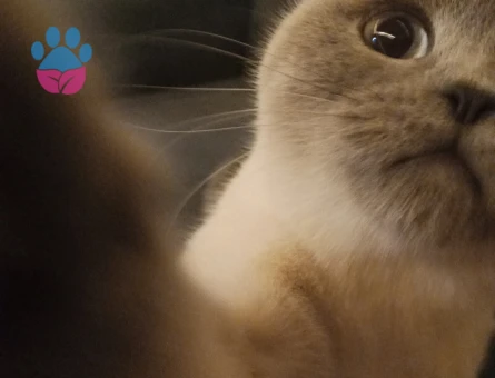 British Shorthair Kızıma Damat Arıyorum