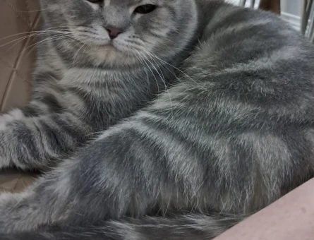 British Shorthair 1 Yaşında Kedim Eş Arıyorum - 118973739