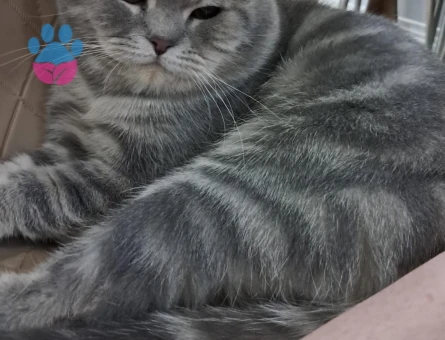 British Shorthair 1 Yaşında Kedim Eş Arıyorum