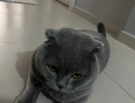 Scottish Fold 1,5 Yaşında Eş Arıyor - 118973741