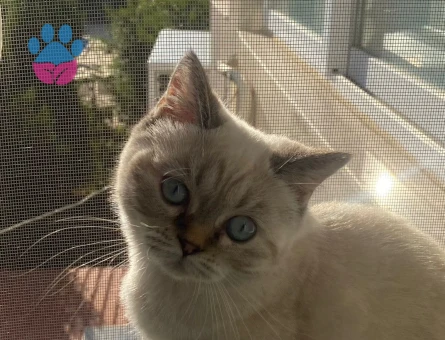 8 Aylık British Bluepoint Eş Arıyor