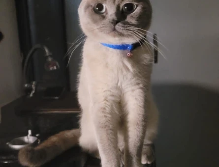 Scottish Fold iki buçuk yaşında Eş Arıyorum - 118973748