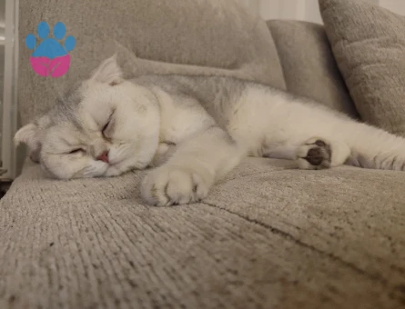 Scottish Fold 2 Yaşında Acil Paşama Eş Arıyorum