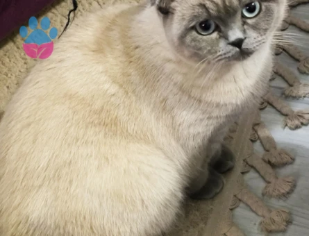 Scottish Fold 1 aşında Eş Arıyorum