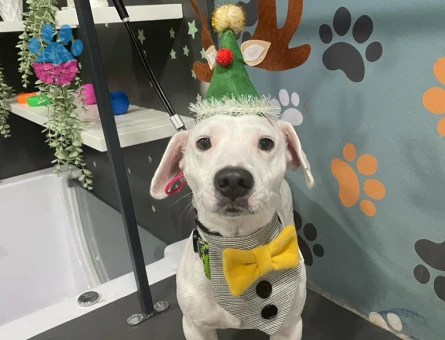 Jack Russel 2 Yaşında Eş Arıyor