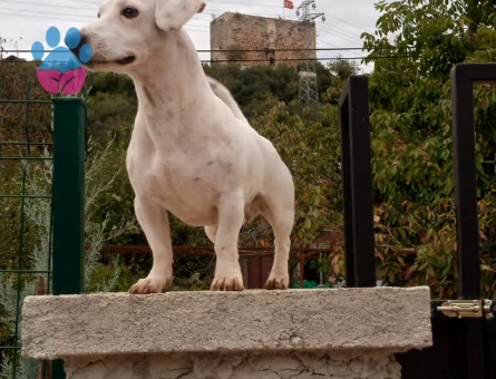 Jack Russel 2 Yaşında Eş Arıyor