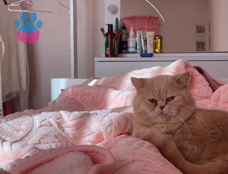 British Shorthair 2 Yaşında Eş Arıyor