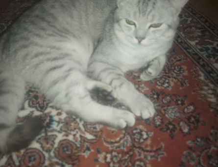 Scottish Fold Kedim Eş Arıyor - 118973756