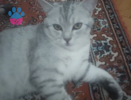 Scottish Fold Kedim Eş Arıyor