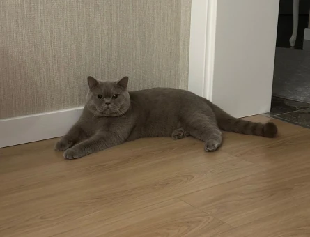 British Shorthair 1 Yaşında Eş Arıyoruz - 118973759