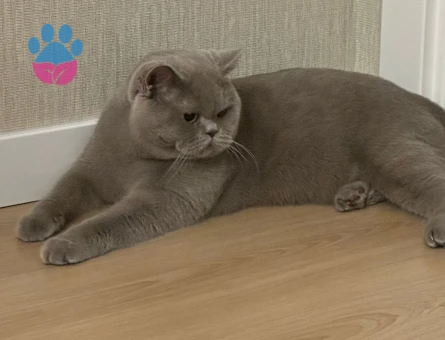 British Shorthair 1 Yaşında Eş Arıyoruz