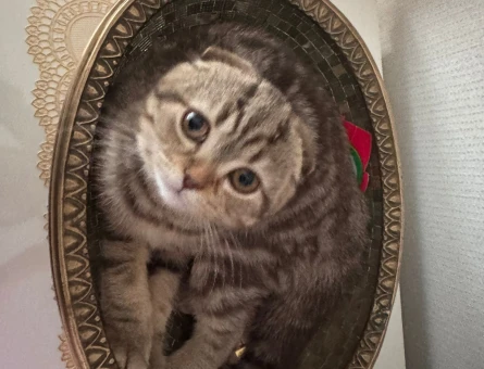 Erkek scottish fold kedime dişi arıyorum - 118981461