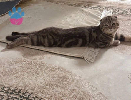 Erkek scottish fold kedime dişi arıyorum