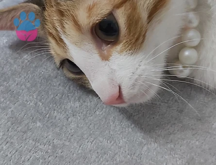 Calico (Patiska) İnci kızıma eş arıyorum