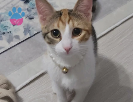 Calico (Patiska) İnci kızıma eş arıyorum