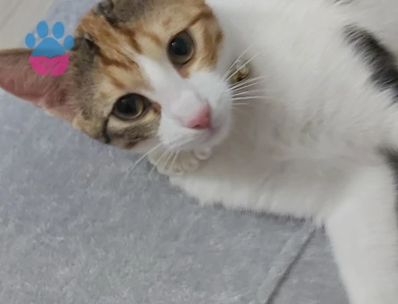 Calico (Patiska) İnci kızıma eş arıyorum