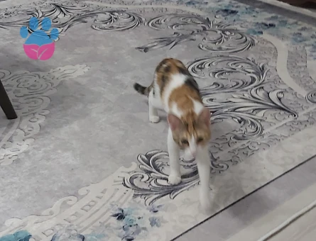 Calico (Patiska) İnci kızıma eş arıyorum