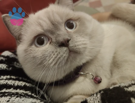 British bluepoint erkek kedim için eş arıyorum