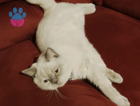 British bluepoint erkek kedim için eş arıyorum