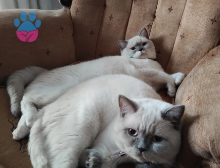 British bluepoint erkek kedim için eş arıyorum