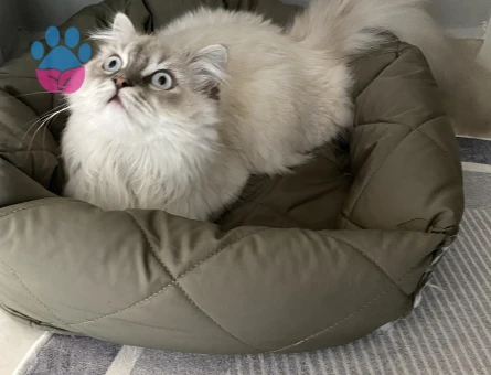 Blue point 1 yaşında eş arıyoruz