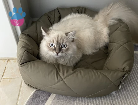 Blue point 1 yaşında eş arıyoruz