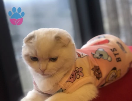 Scottish Fold Oğlumuza Eş Arıyoruz