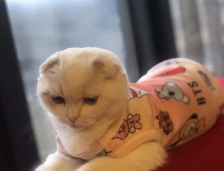 Scottish Fold Oğlumuza Eş Arıyoruz - 118981469