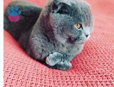 Scottish Dişi Kedimize Damat Arıyoruz :)