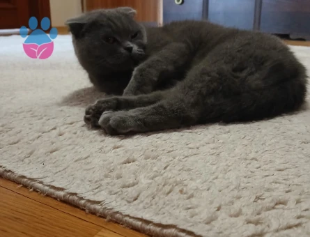 Scottish Dişi Kedimize Damat Arıyoruz :)