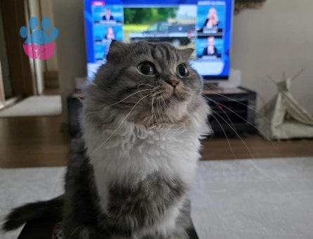 Scotih Fold Longhair Erkek Kedime Eş Arıyorum