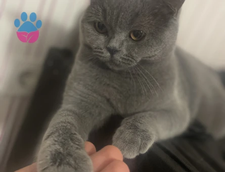 British Shorthair 3 Yaşında Eş Arıyor