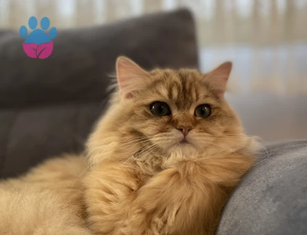 British longhair Oğlumuza eş arıyoruz