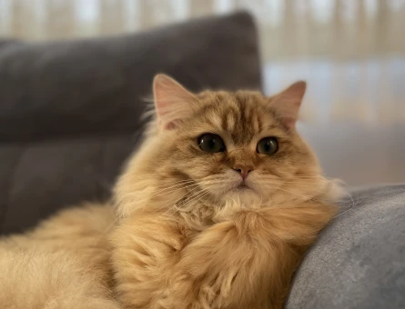 British longhair Oğlumuza eş arıyoruz - 118981476