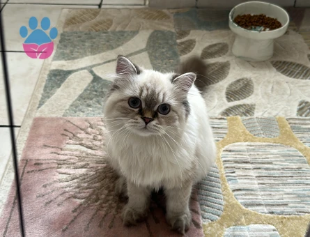 10 aylık kızıma eş arıyorum