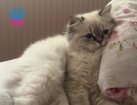 10 aylık kızıma eş arıyorum