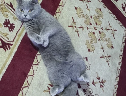 British Shorthair 1 Yaşında Eş Arıyor - 118981484
