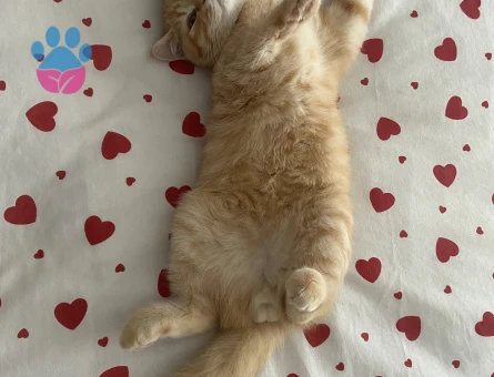 British Sarman Kedime Eş Arıyorum