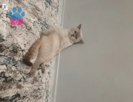 1.5 yaşındaki oğlumuz için eş arıyoruz