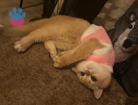 Kızımız için aynı cins ve renkde eş arıyoruz