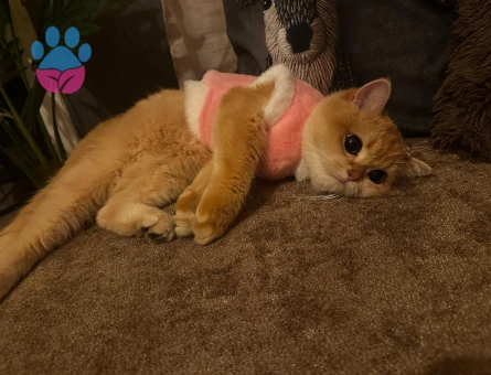 Kızımız için aynı cins ve renkde eş arıyoruz