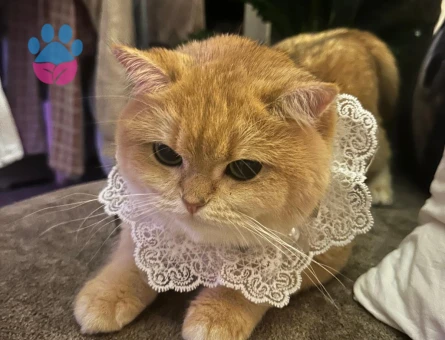 Kızımız için aynı cins ve renkde eş arıyoruz