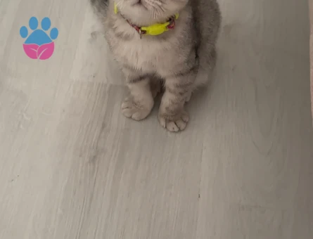 Alisiimize Eş arıyoruz