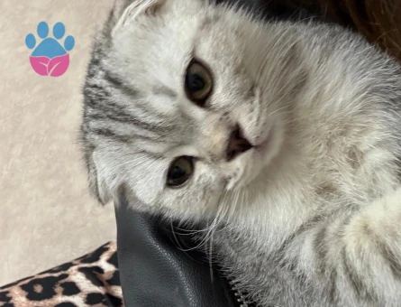 Alisiimize Eş arıyoruz