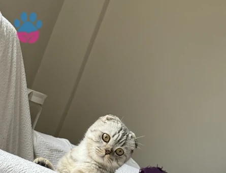 Alisiimize Eş arıyoruz